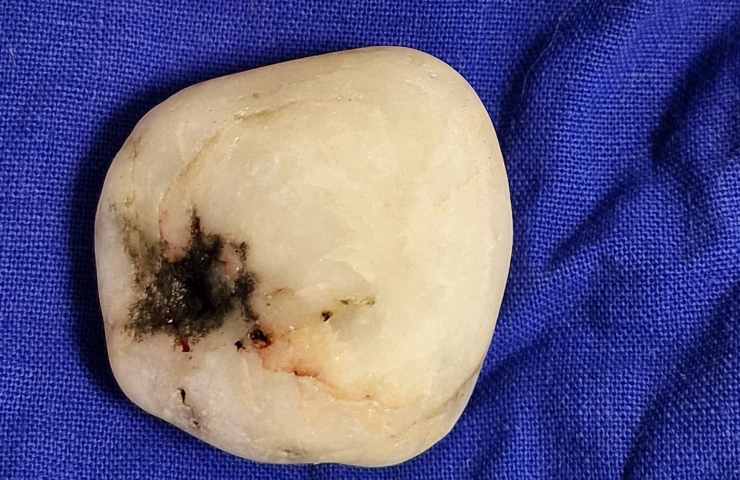 calcolo intestinale cane