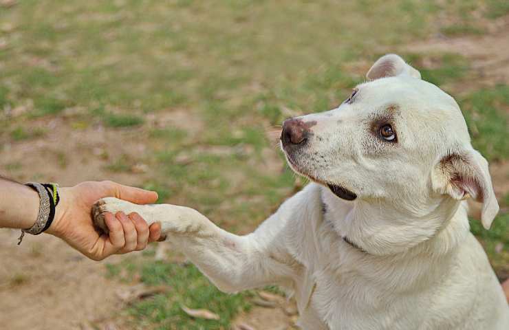 Cane da la zampa