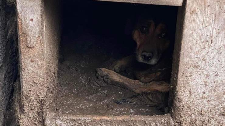 cane tumore sulla pancia