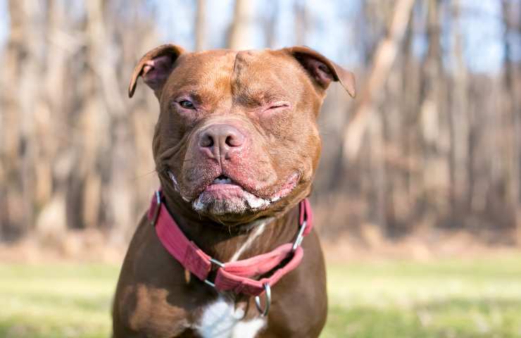 Cane all'aperto fa l'occhiolino