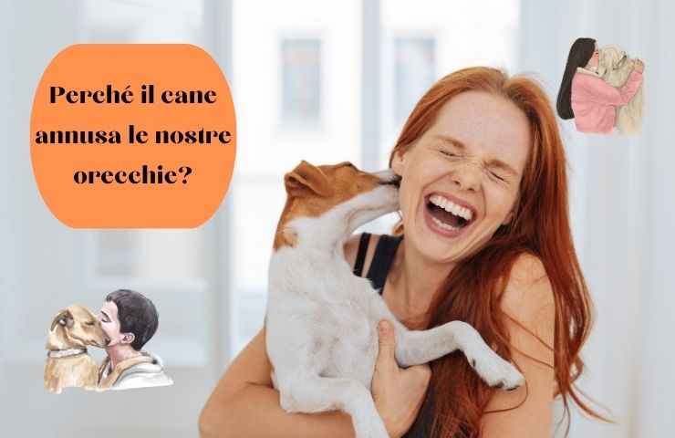 Cane annusa e lecca orecchio donna
