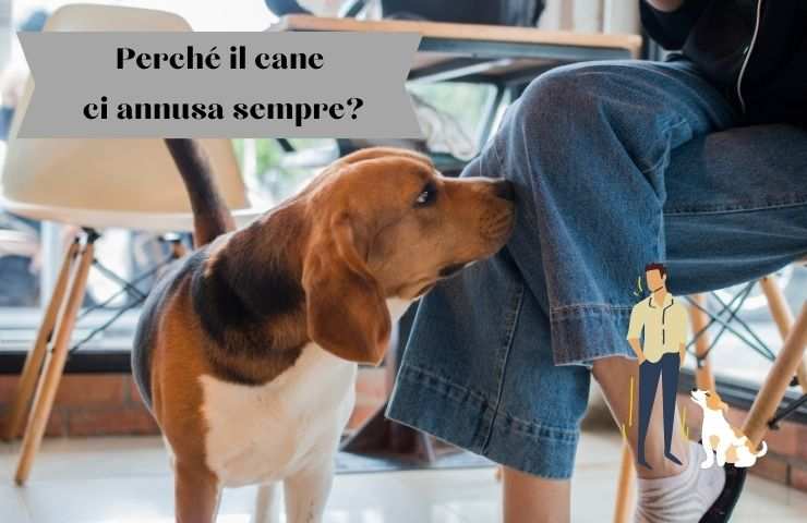 Cane annusa il suo umano