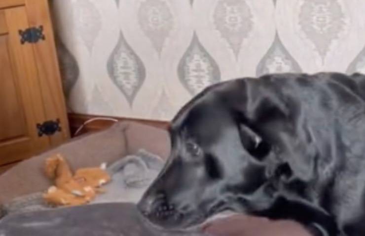 Labrador sorpresa piccolo cucciolo