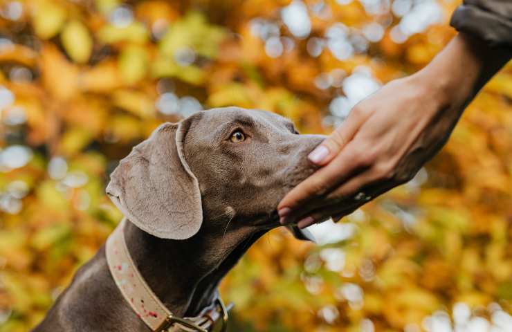Cane annusa mani
