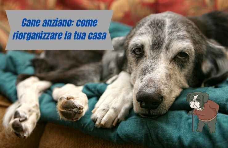 Cane anziano sul divano
