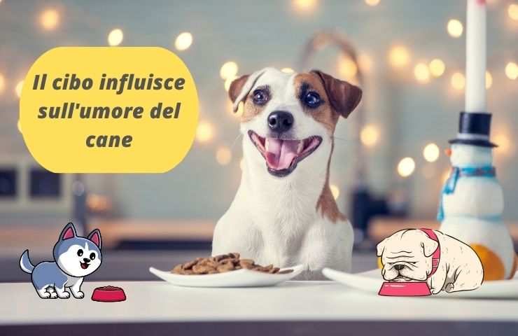 Cane con cibo sul tavolo