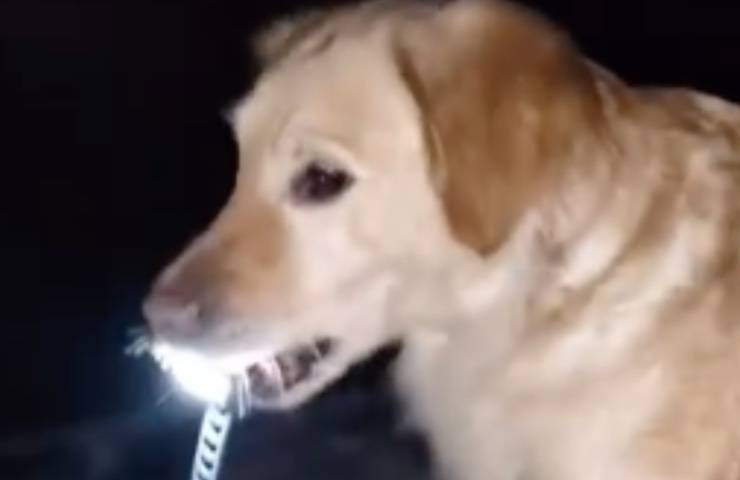 cane mao mao torcia