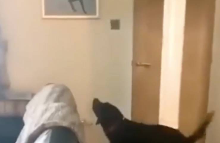 vede foto fratello reazione