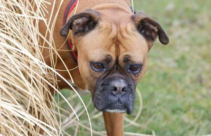 Cane di taglia grande
