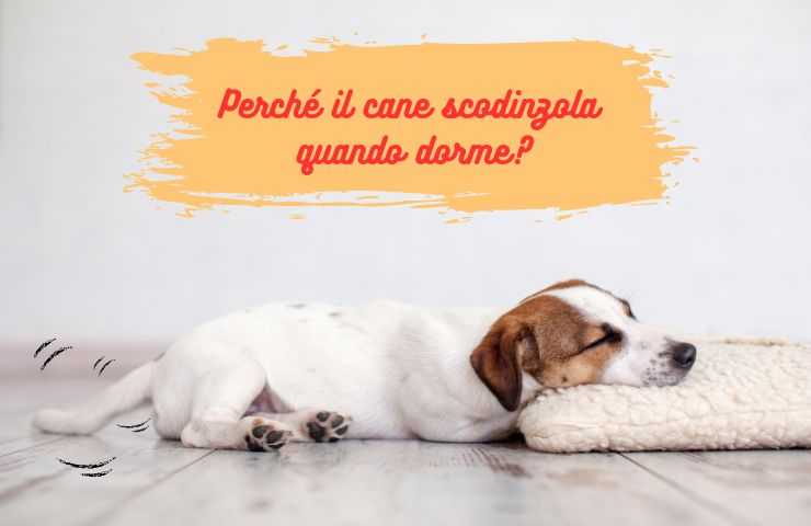 Cane dorme 