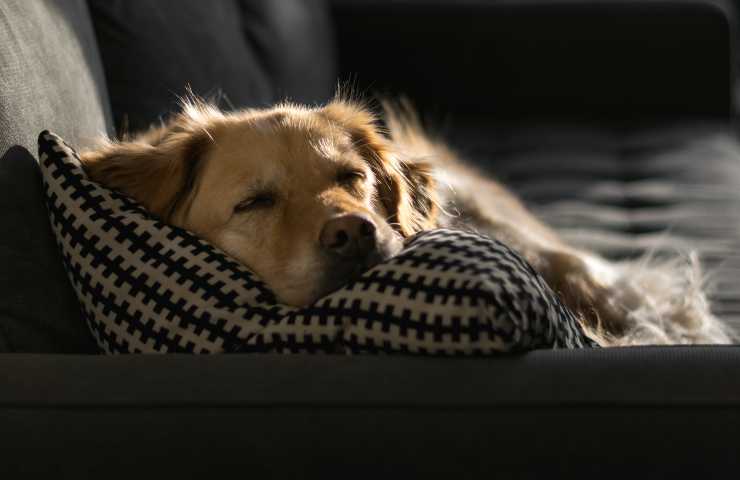 Cane dorme sul divano