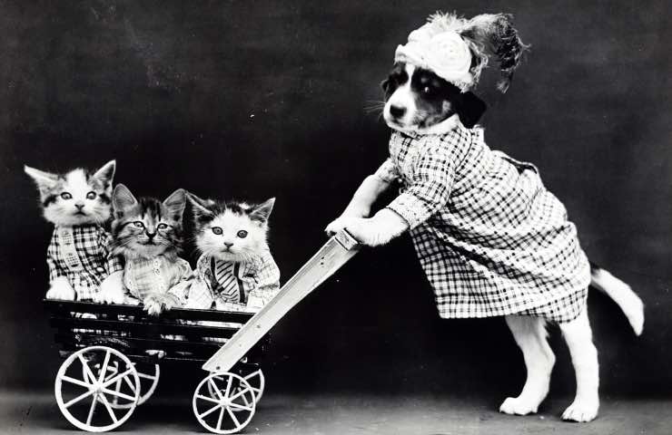 cani gatti divorzio alimenti