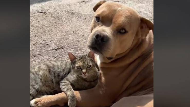Cane e gatto innamorati