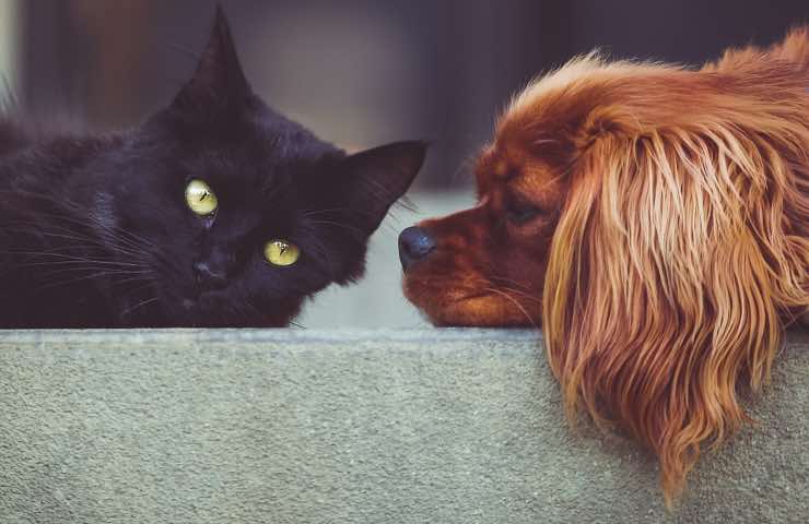 cani gatti divorzio alimenti
