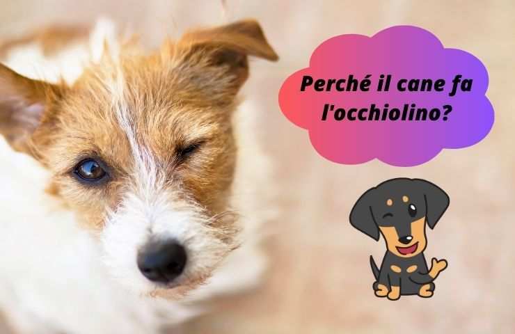 Cane fa l'occhiolino