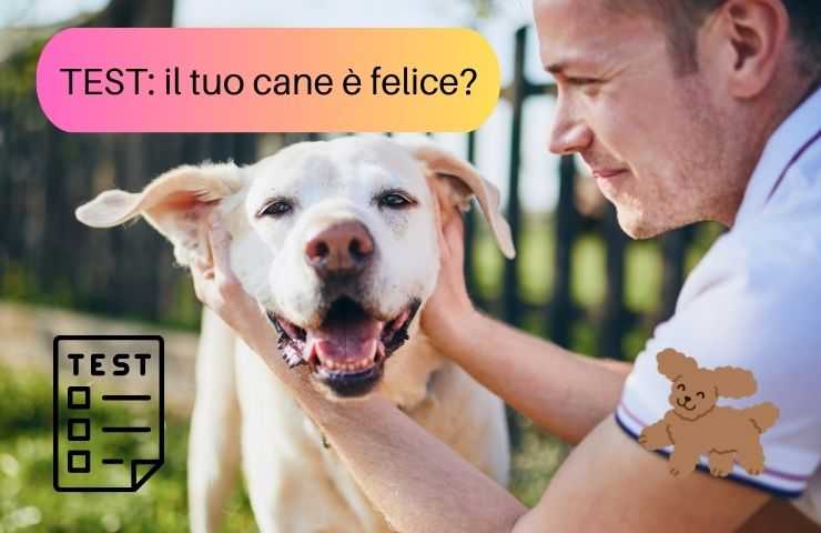Cane sereno