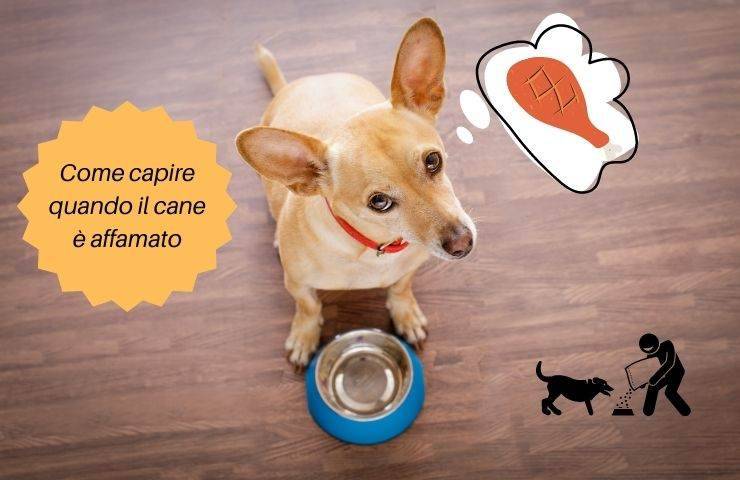 Cane ha fame