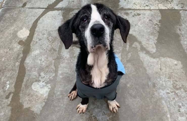 cane modena