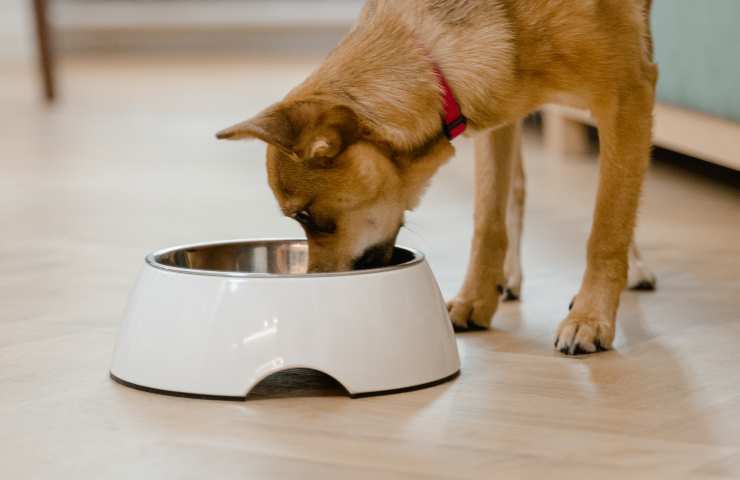 Cane mangia