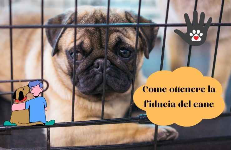 Cane nel canile