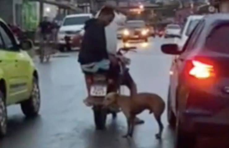 fido braccato due ruote