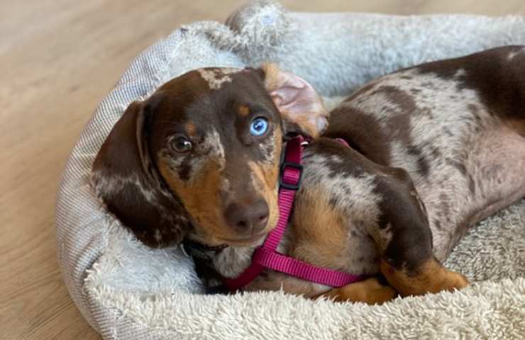 Cane nella cuccia