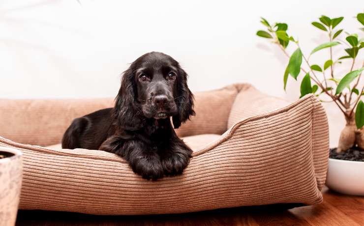 Cane nella cuccia 
