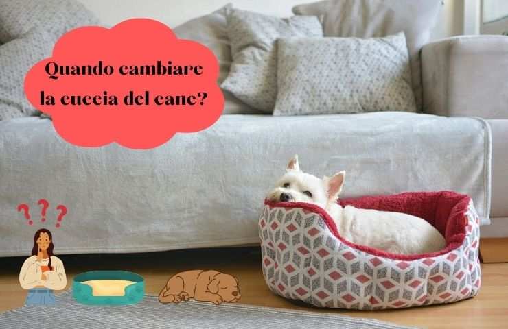 Cane nella sua cuccia