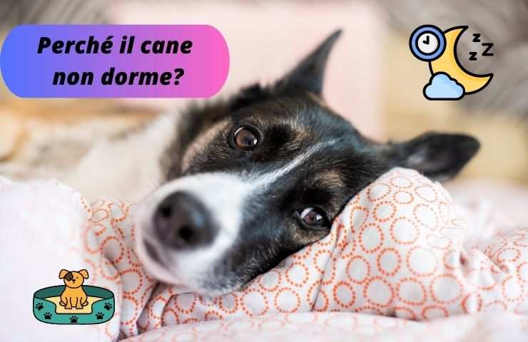 Cane non dorme