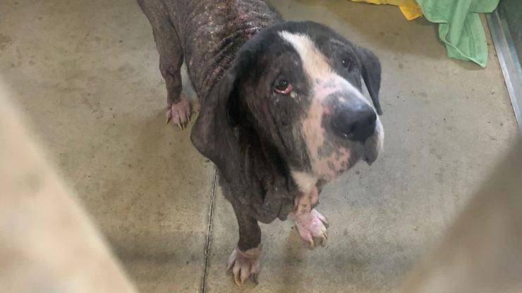 Cane senza pelo modena