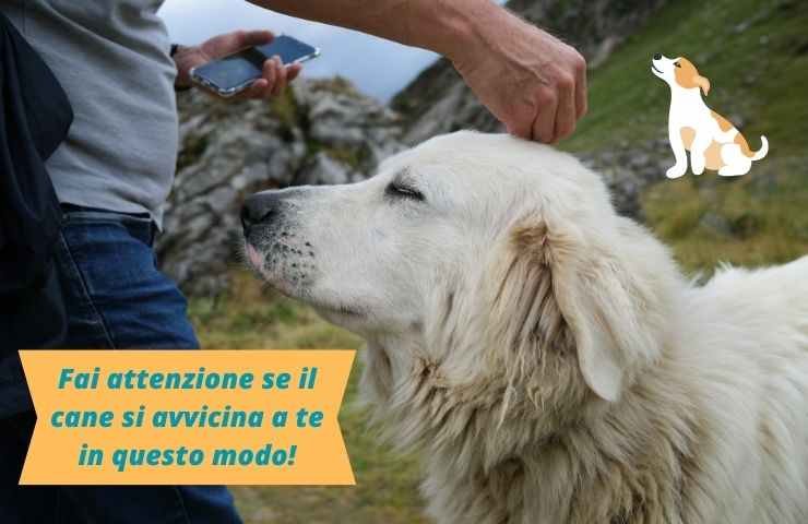 Cane si avvicina all'uomo
