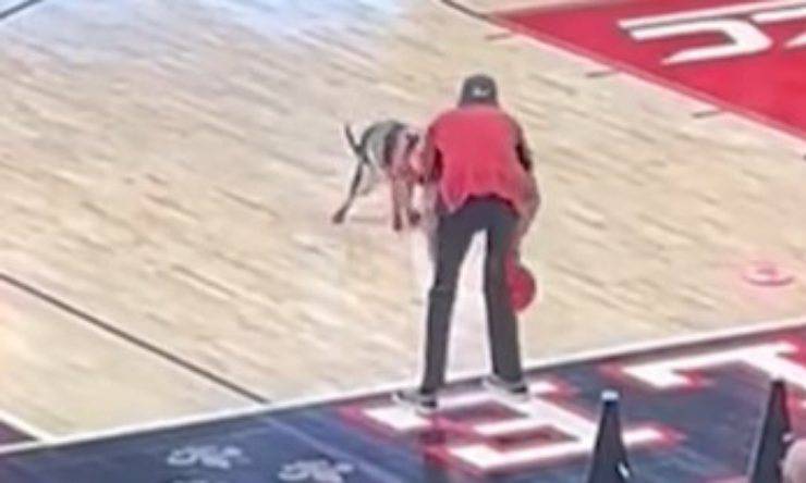 cane la fa nel campo da basket