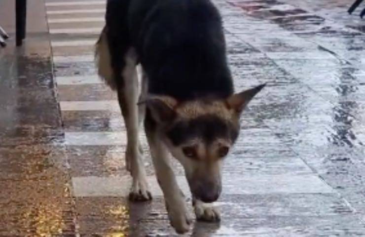 fido giorno piovoso piange
