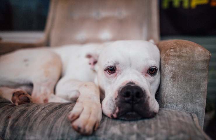 Cane sulla poltrona