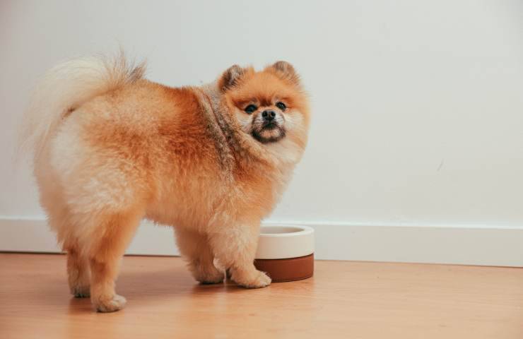 Cane vicino la ciotola