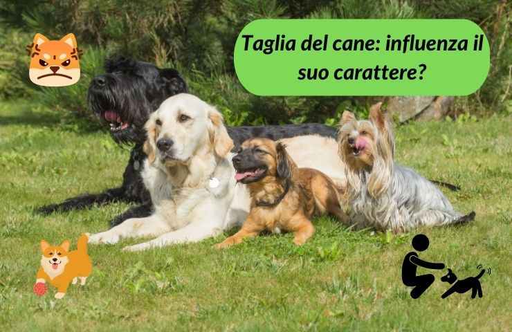 Cani di taglia diversa