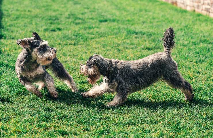 Cani giocano