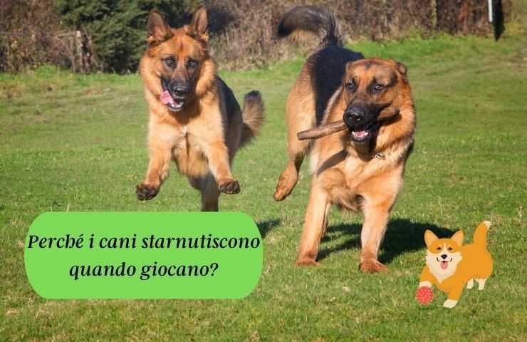 Cani giocano