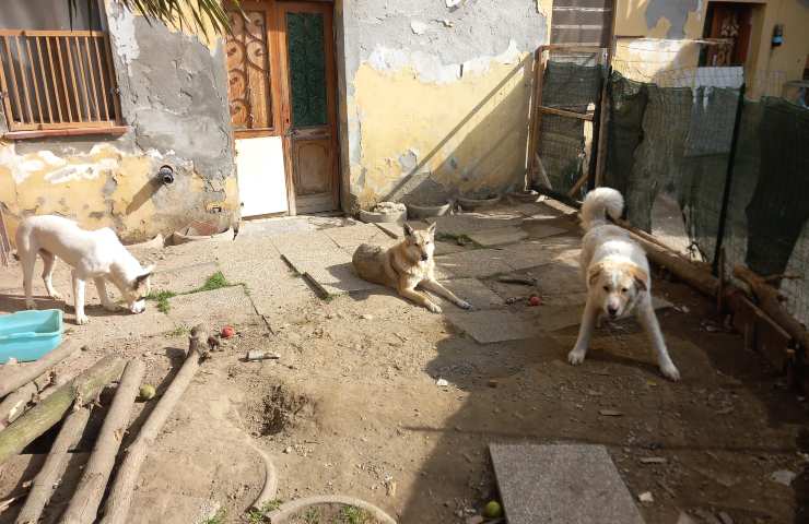 cani gatti pavia