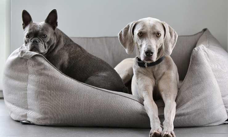 Cani nella cuccia