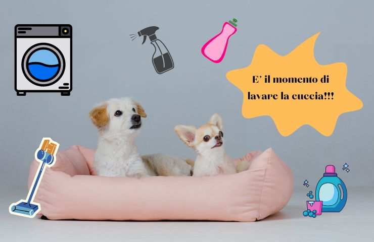 Cani nella cuccia 