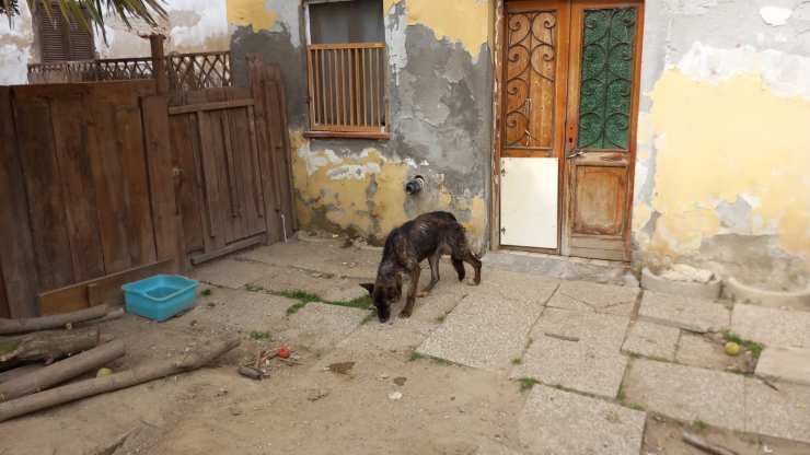 cani sequestrati pavia