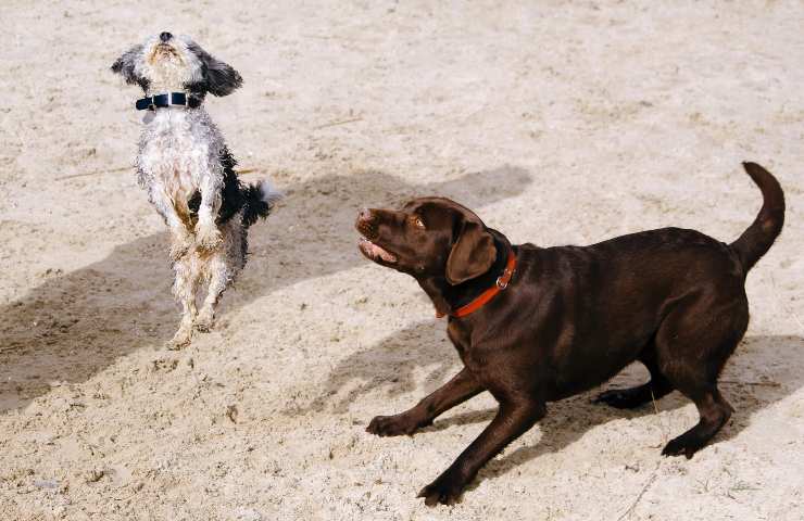 Cani si divertono
