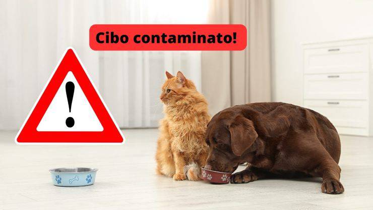 cane e gatto mangiano