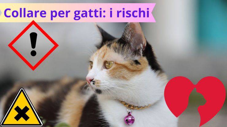 Collari per gatti