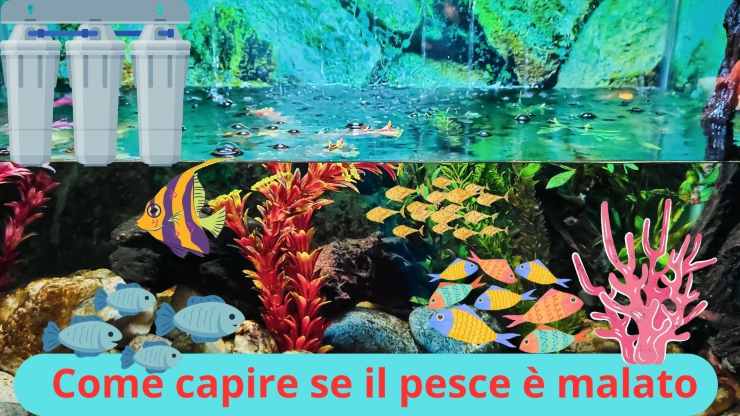 Acquario di pesci