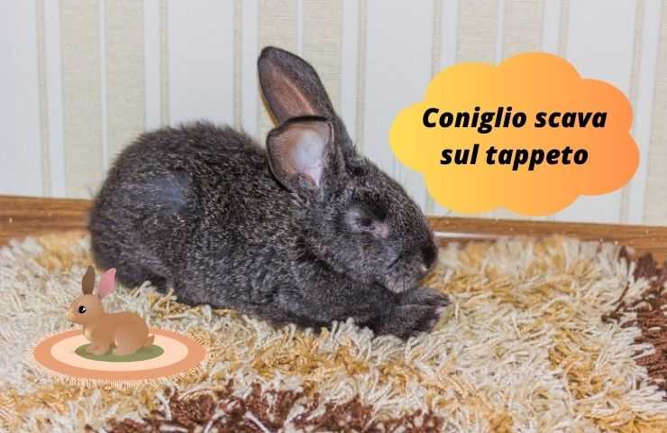 Coniglio sul tappeto