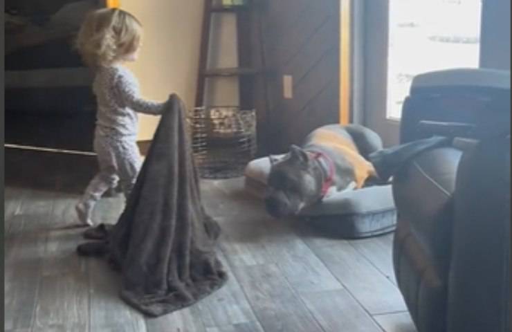 Coperta cane bambina video