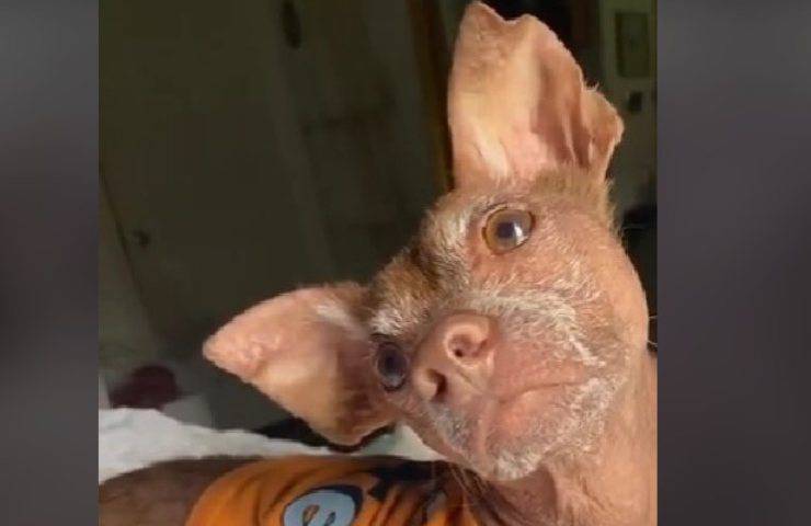 cane rogna video