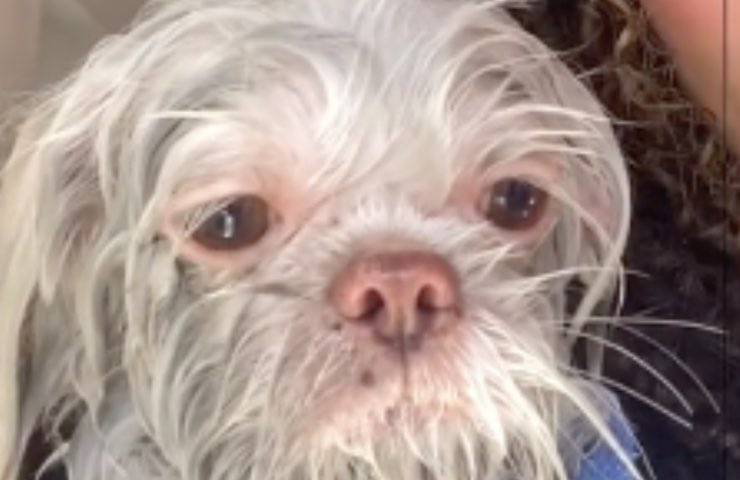 cane cambiamento improvviso pelo